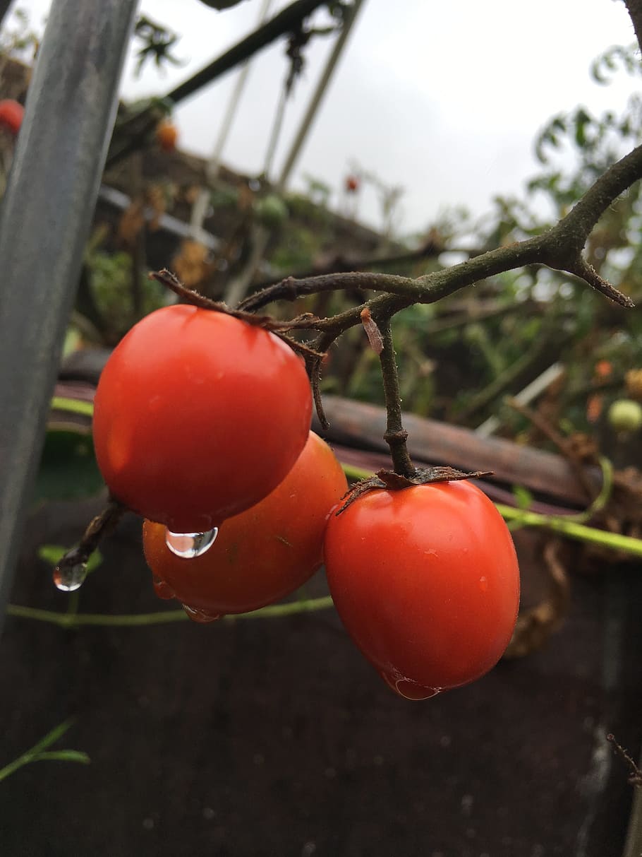 small tomato, rain, food, food and drink, fruit, healthy eating HD wallpaper