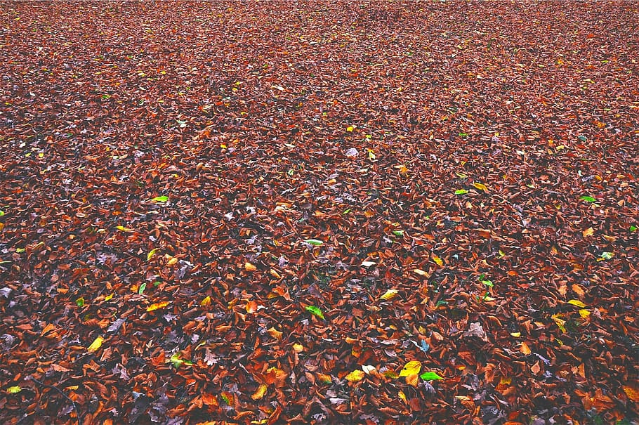 autumn, fall, leaves, backgrounds, nature, leaf, plant part HD wallpaper