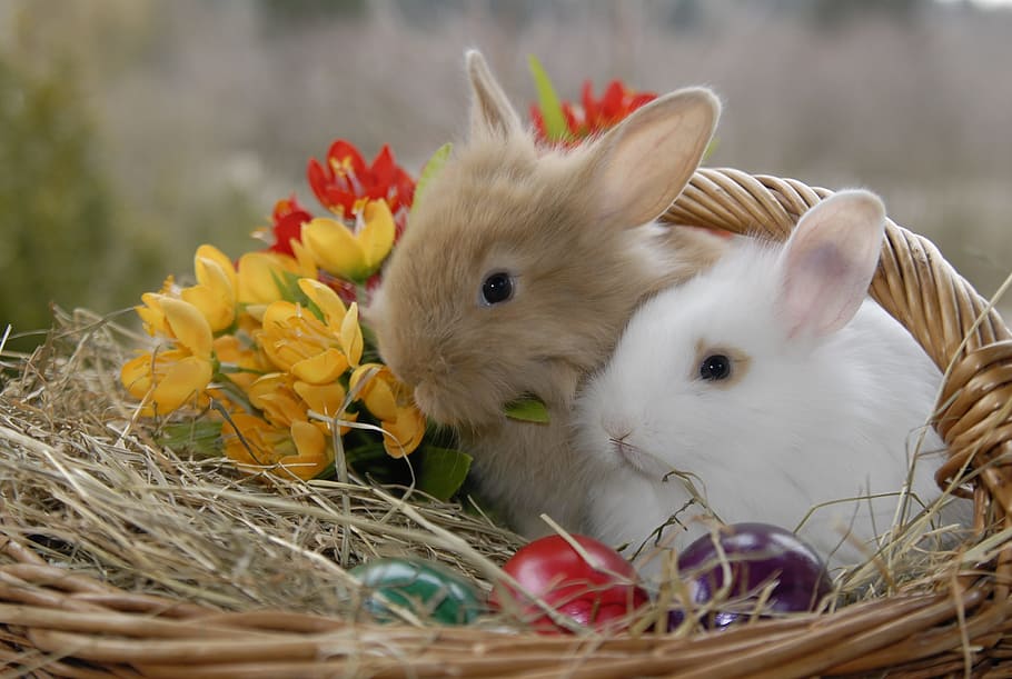 close up view of two brown and white rabbits, easter, basket HD wallpaper