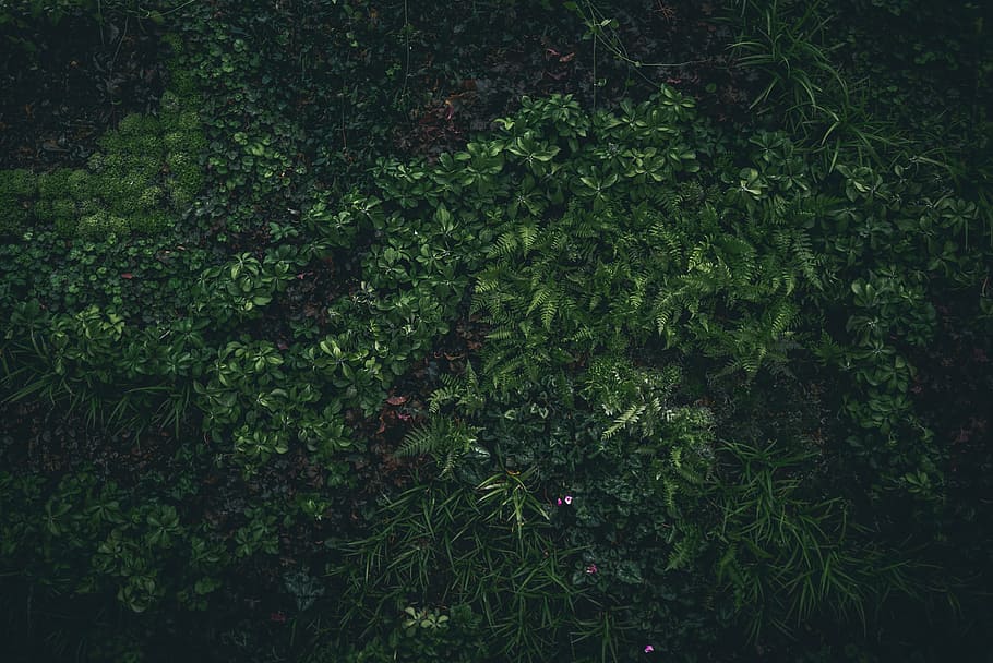 macro photography of green leafed plant, plants, nature, field HD wallpaper