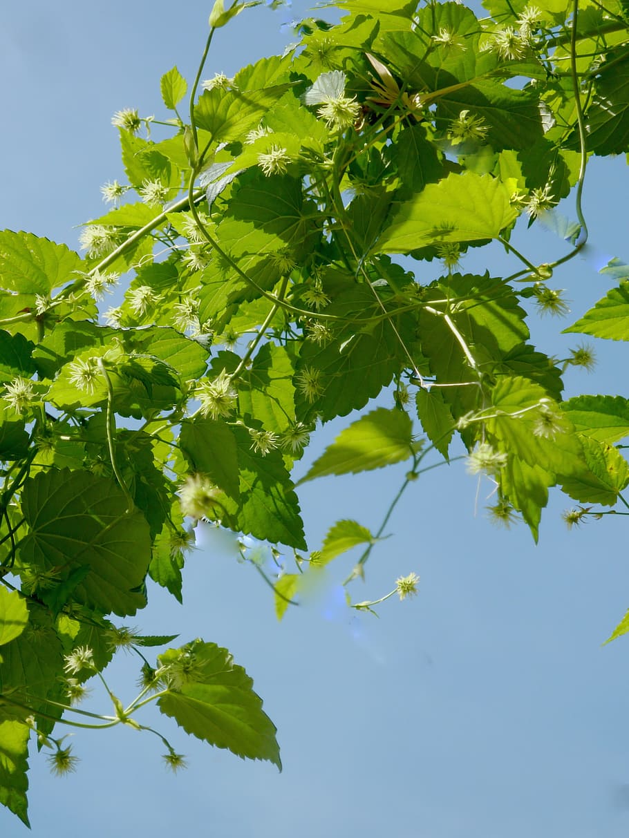 hops, beer, umbel, brew, hopfendolde, hops fruits, hallertau HD wallpaper