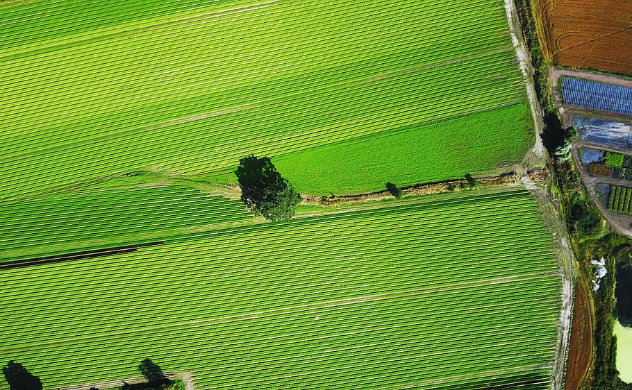 bird eye view of grass field, aerial view of green grass fields