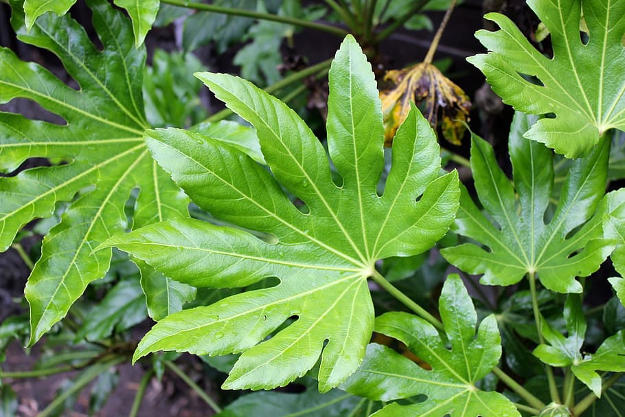 leaf, nature, foliage, organic, environment, life, lush, vibrant HD wallpaper