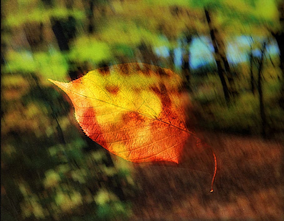 Leaf, Leaves, Nature, Tree, Foliage, fall, seasons, autumn HD wallpaper