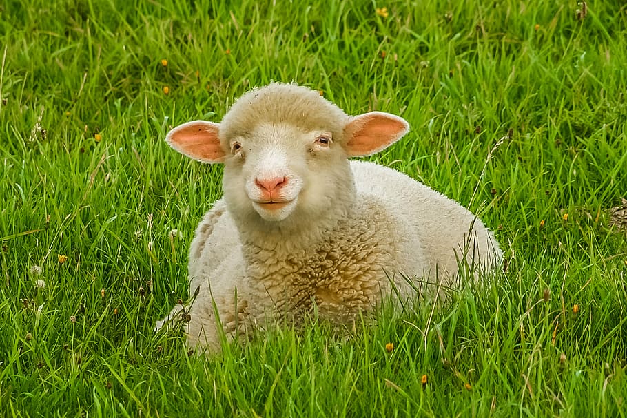 brown sheep on green grass field, animal, priroda, farm, agriculture HD wallpaper