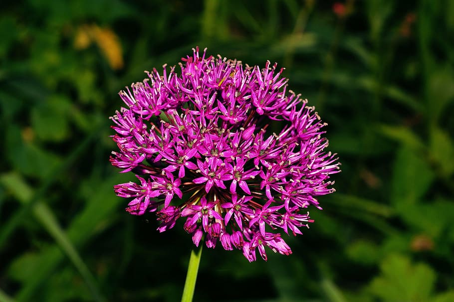 blossom, bloom, flower, purple, close, plant, back light, colorful HD wallpaper