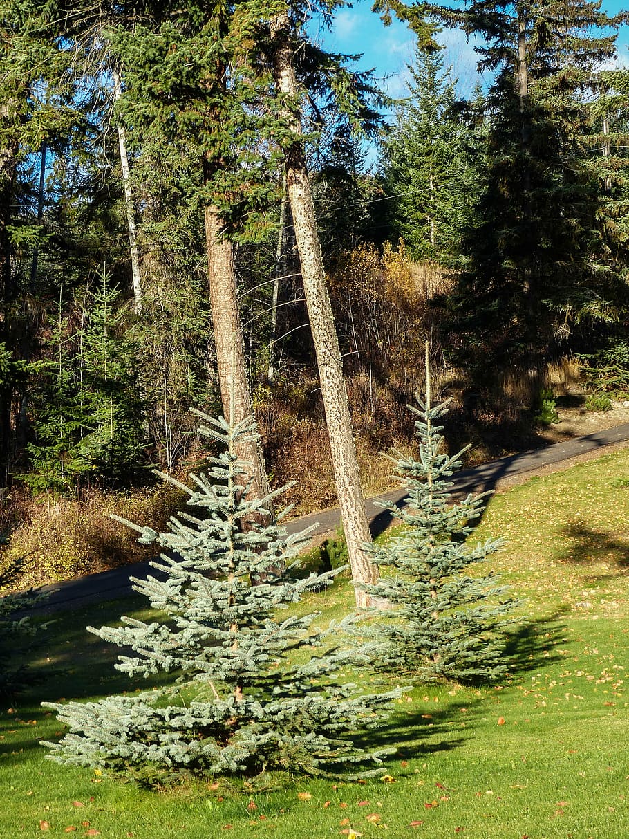 firs, trees, garden, nature, spruce, landscape, wood, forest HD wallpaper