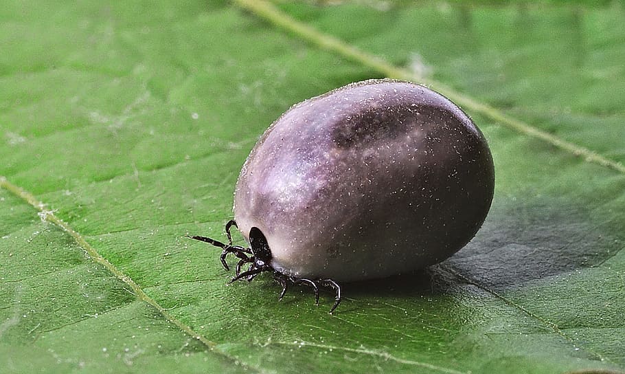 Tick, Lyme Disease, Mites, Bite, Danger, the disease, erythema HD wallpaper