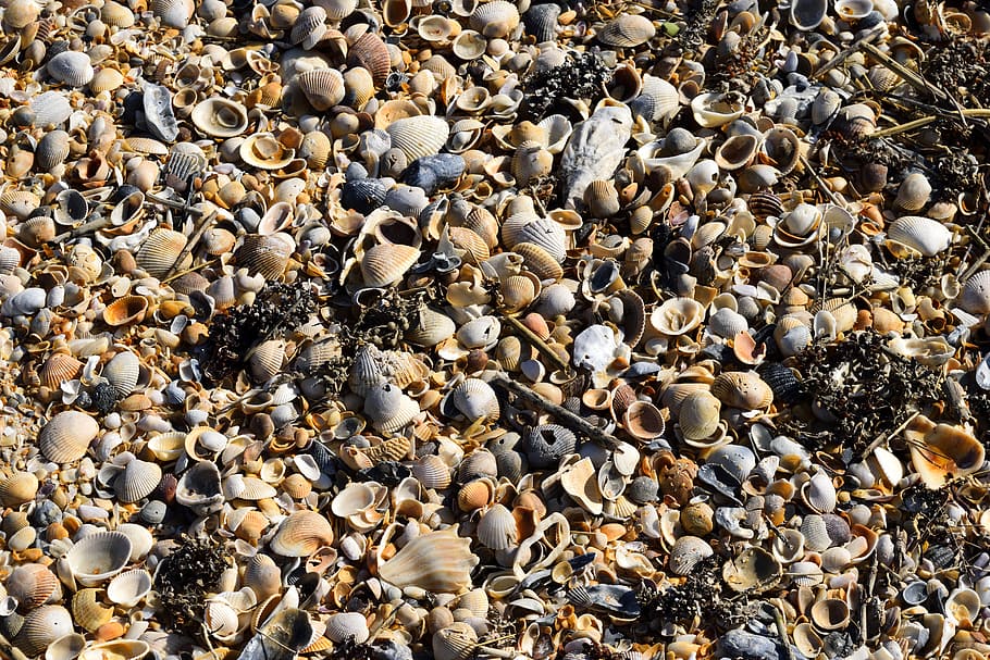 beach shells, background, backdrop, pattern, shapes, colors, HD wallpaper