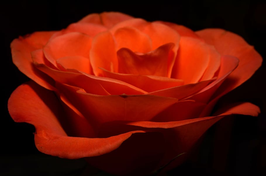 red rose, orange, flower, flowering plant, petal, beauty in nature HD wallpaper
