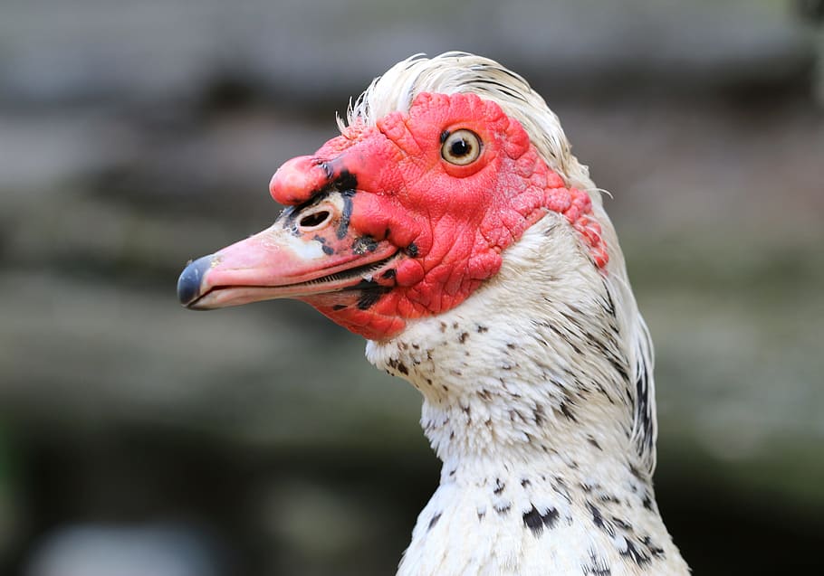 indoutka, duck, bird, beak, subsistence farming, head, plumage HD wallpaper