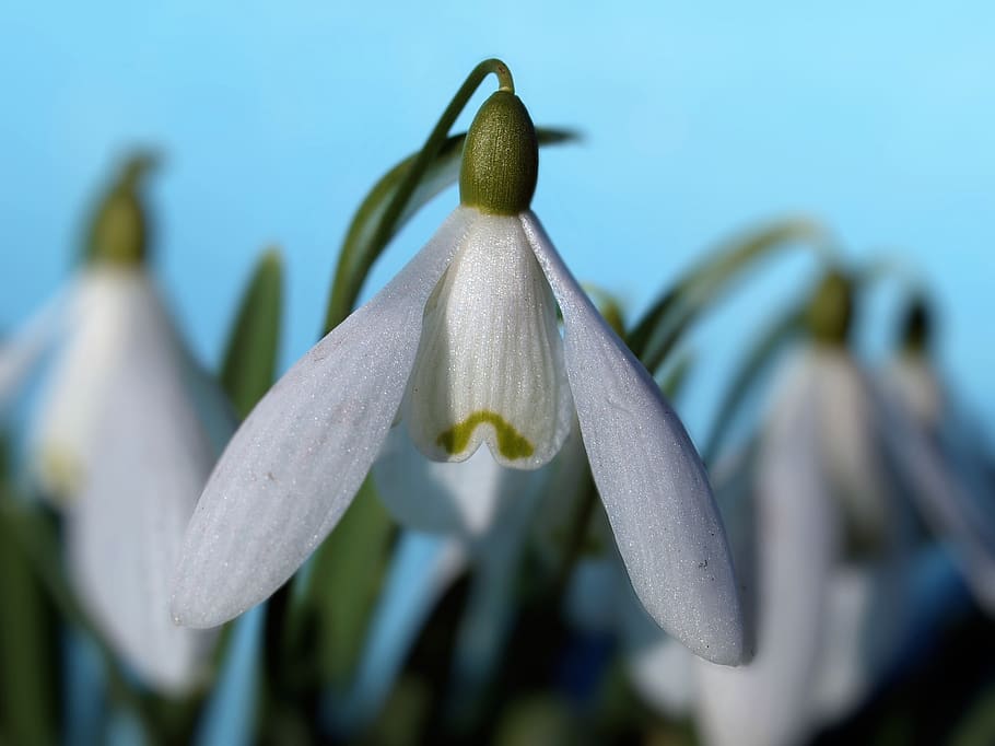 snowdrops, flowers, winter, flowering plant, freshness, petal HD wallpaper