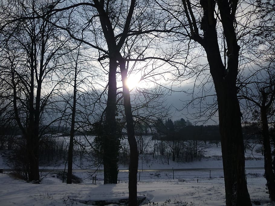 wintry, snow, winter, trees, cold, landscape, bare tree, cold temperature HD wallpaper