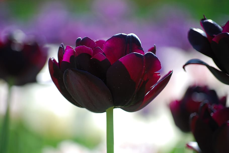 tulip, violet, spring, blossom, bloom, purple flower, flowering plant HD wallpaper