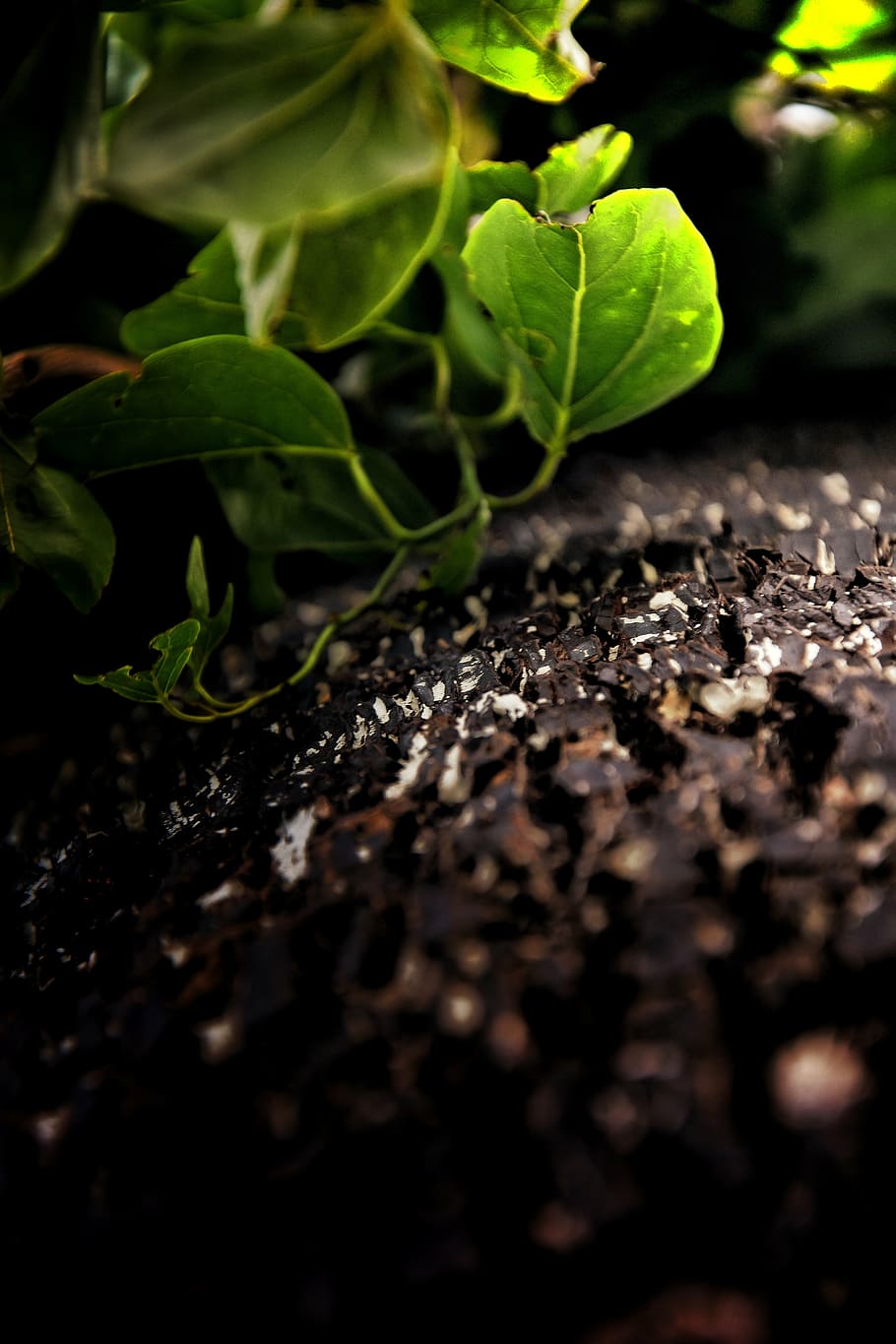 tree, leaves, macro, shade, moody, calm, nikon, monsoon, bark HD wallpaper