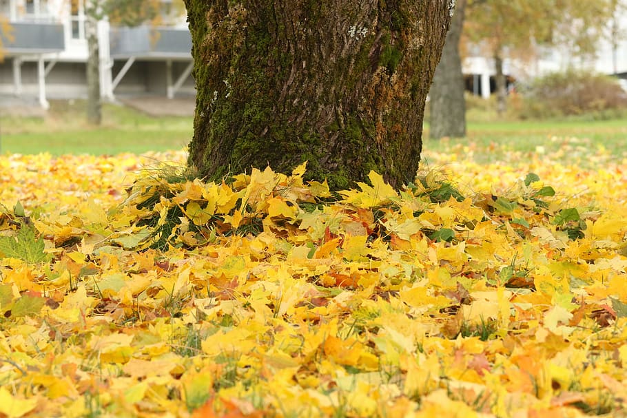 leaves, tree, autumn, fall, yellow, autumn leaves, plant, flower HD wallpaper