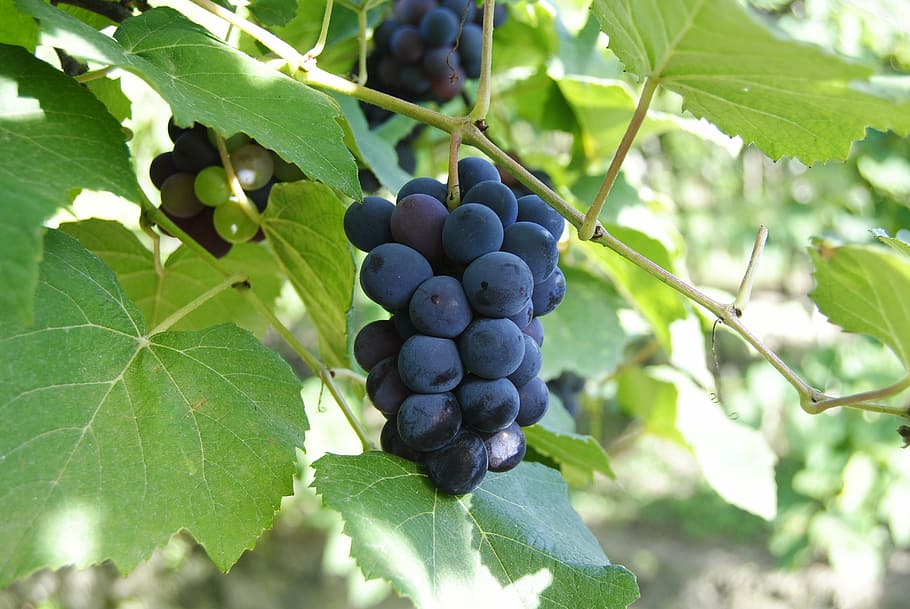 grapes, purple, wine, fruit, vine, agriculture, ripe, nature HD wallpaper