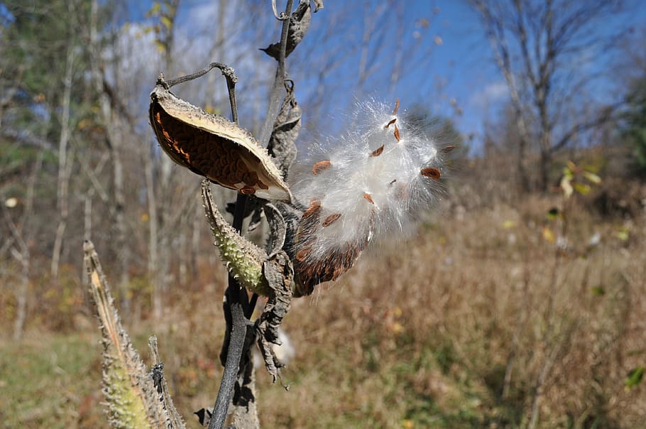 milkweed, plants, fall, focus on foreground, nature, day, no people HD wallpaper