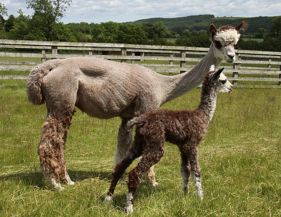 Just born baby alpaca (cria), two llamas inside ranch, field