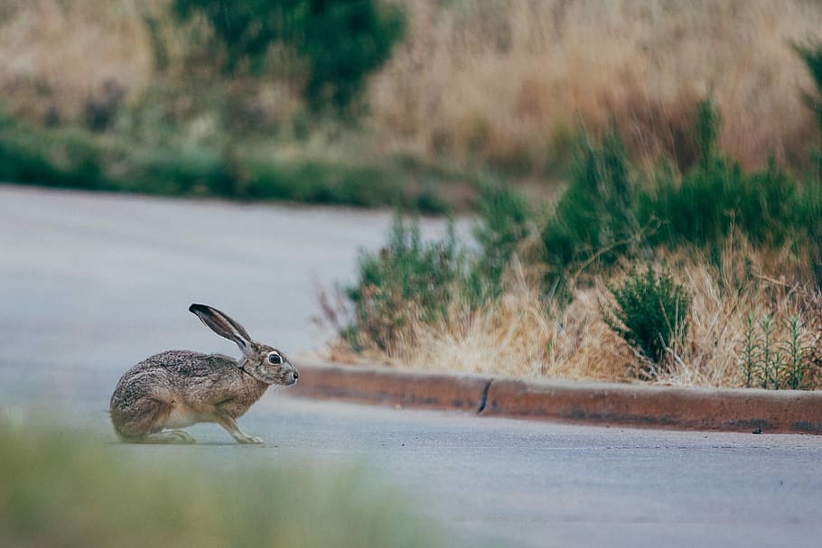 Rabbit crossing street, brown hare on asphalt road, jackrabbit HD wallpaper