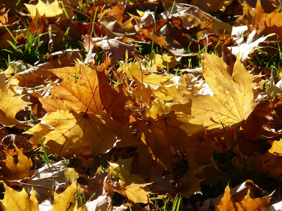 fall foliage, back light, leaves, autumn, autumn forest, brown, HD wallpaper