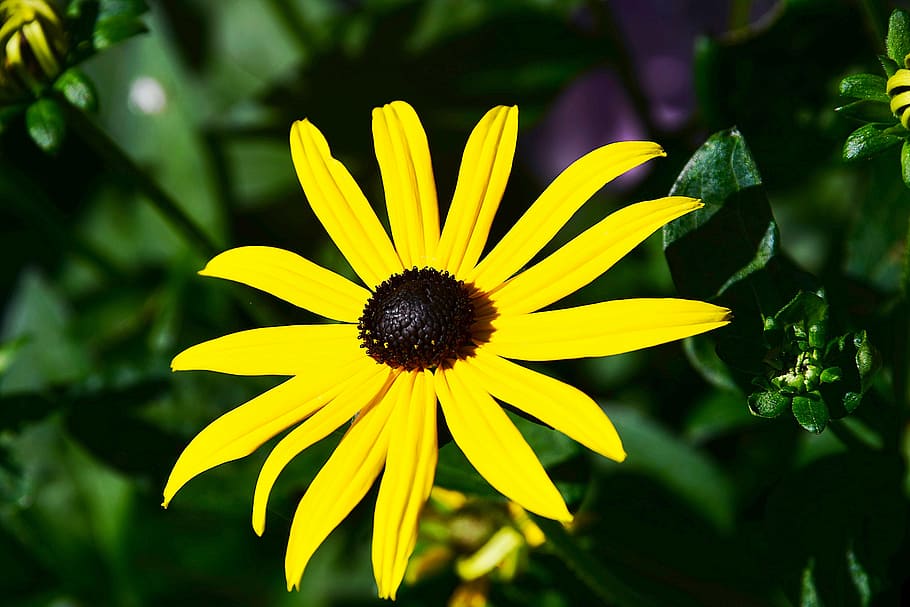 sun hat, yellow, composites, garden, flower, flowering plant HD wallpaper