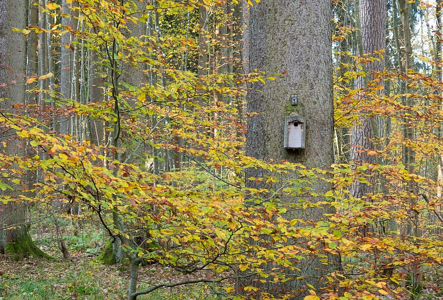 tree, log, bird's nest, autumn, forest, leaves, sun, back light HD wallpaper