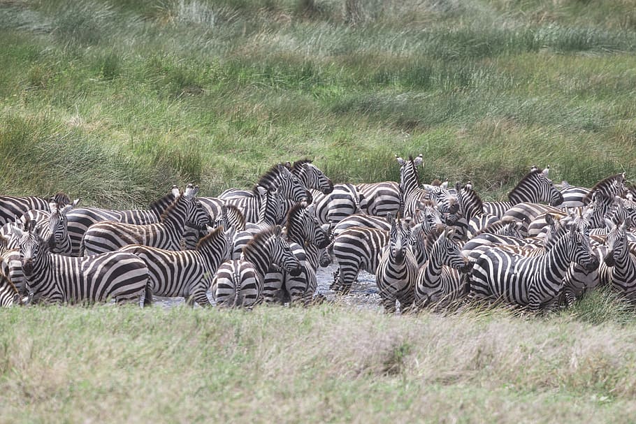 1536x2048px Free Download Hd Wallpaper Zebra Resting On Green