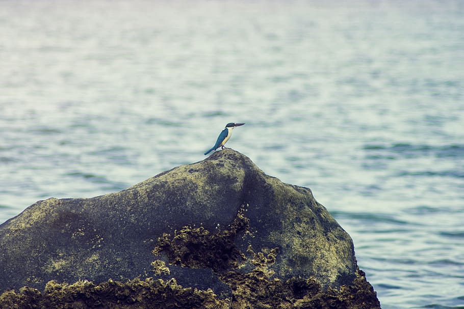King Fisher on the Rock Near Body of Water, avian, beach, beak, HD wallpaper