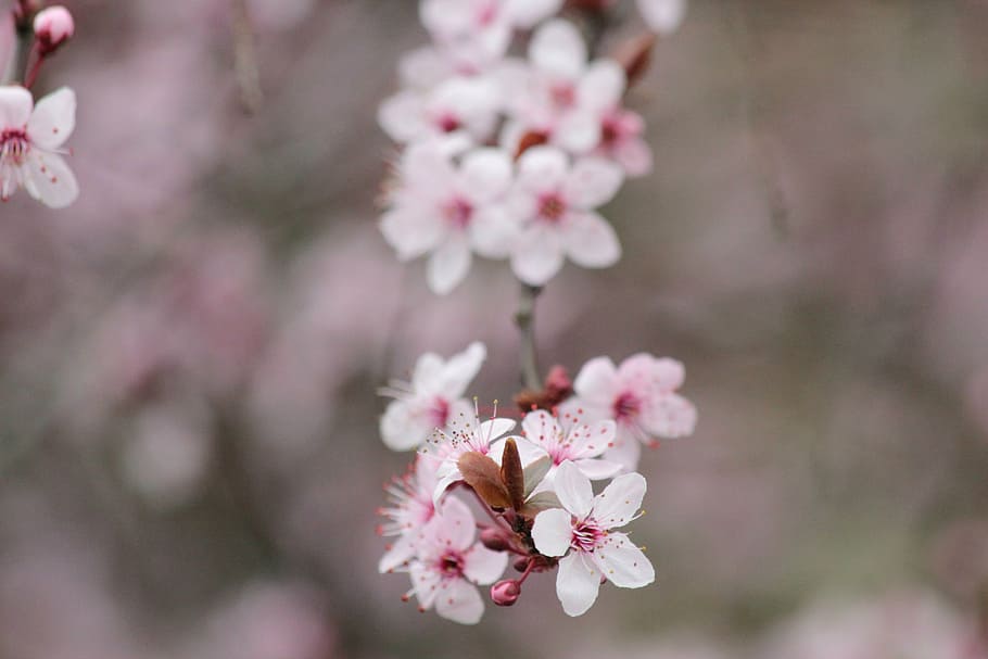 cherry, blossom, bloom, tree, red, cherry blossom, white blossom HD wallpaper