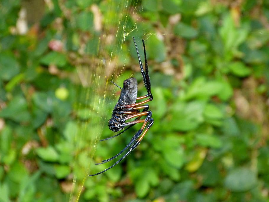 spider, spider web, insect, nature, arachnid, animal wildlife HD wallpaper