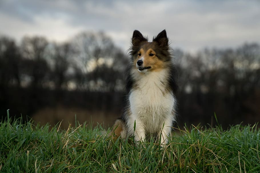 Dog, Sheltie, Close, Trees, one animal, pets, domestic animals HD wallpaper