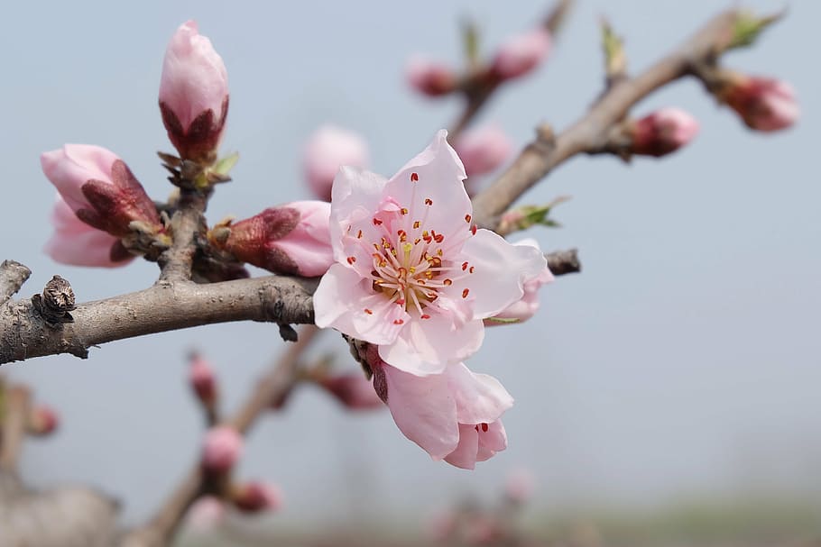 cherry blossoms, spring, peach blossom, serenity, pink Color HD wallpaper