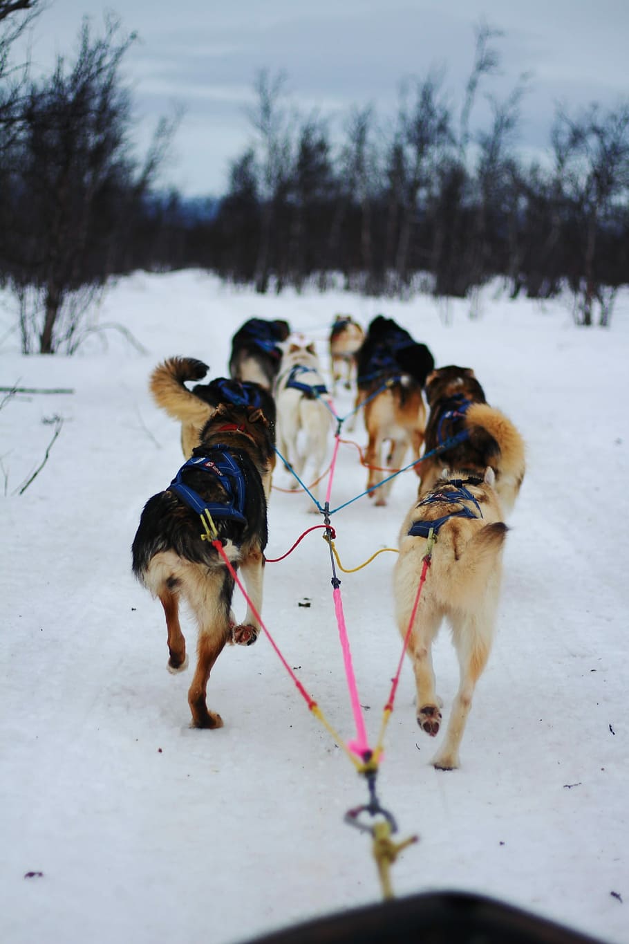 photo of dogs with leash, seven short-coated black-and-tan dogs on snow during daytime HD wallpaper