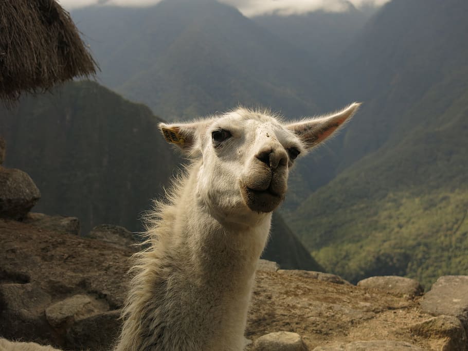 alpaca, lama, camel, machu picchu, funny, wink, peru, animal themes HD wallpaper