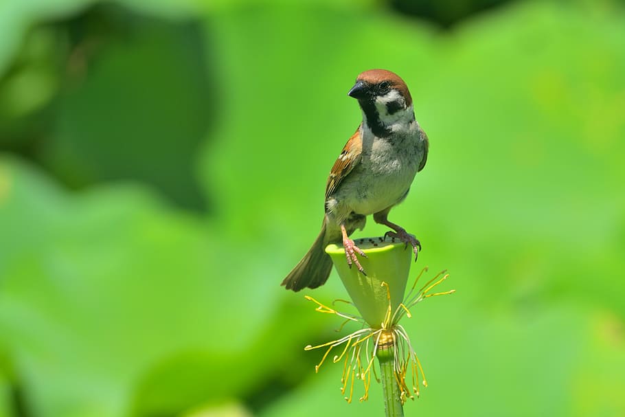 animal, bird, sparrow, animal themes, animal wildlife, animals in the wild HD wallpaper