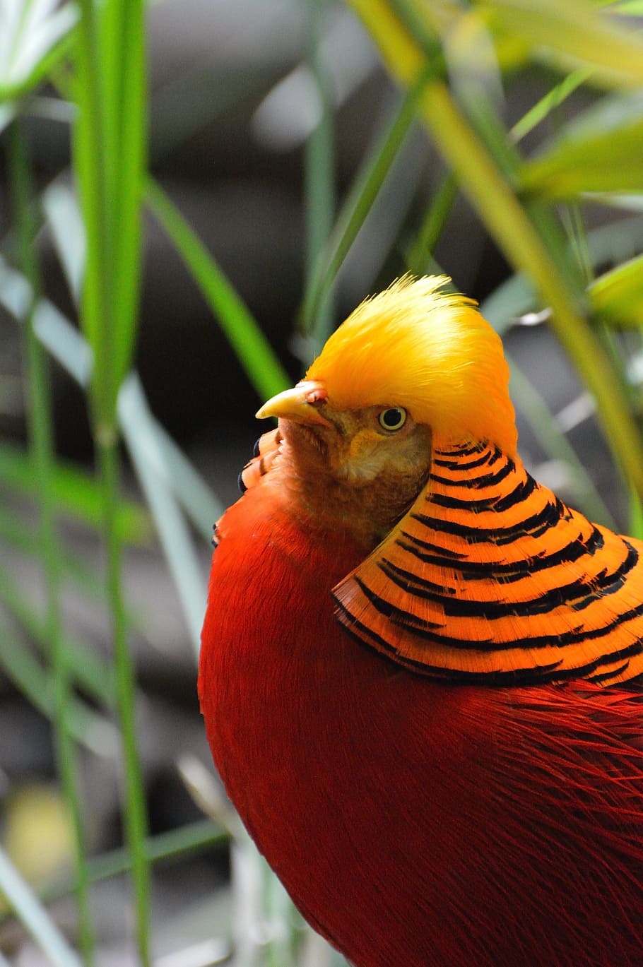 golden pheasant, exotic, bird, fly, wings, feather, wildlife, HD wallpaper