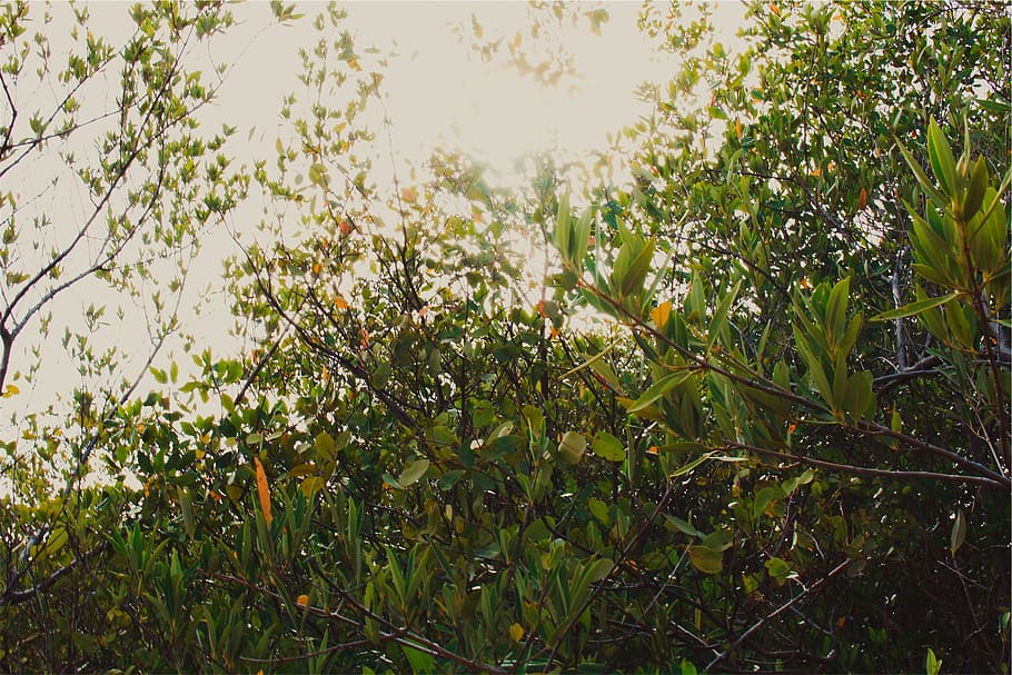 trees, shrubs, leaves, branches, nature, plant, growth, beauty in nature HD wallpaper