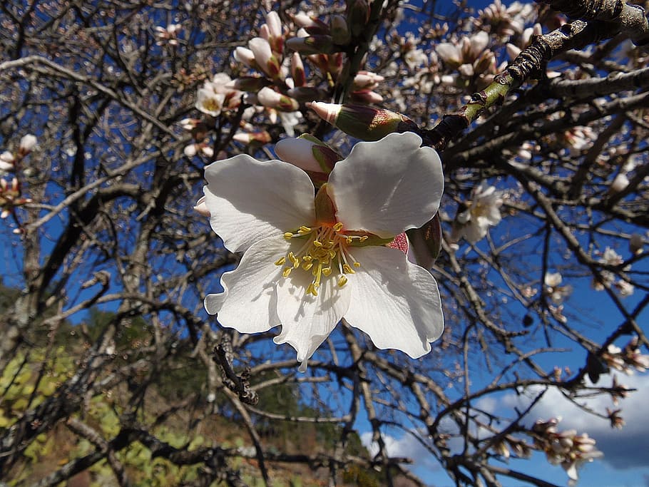 tree, flower, branch, plant, season, almond tree, white, pollen HD wallpaper