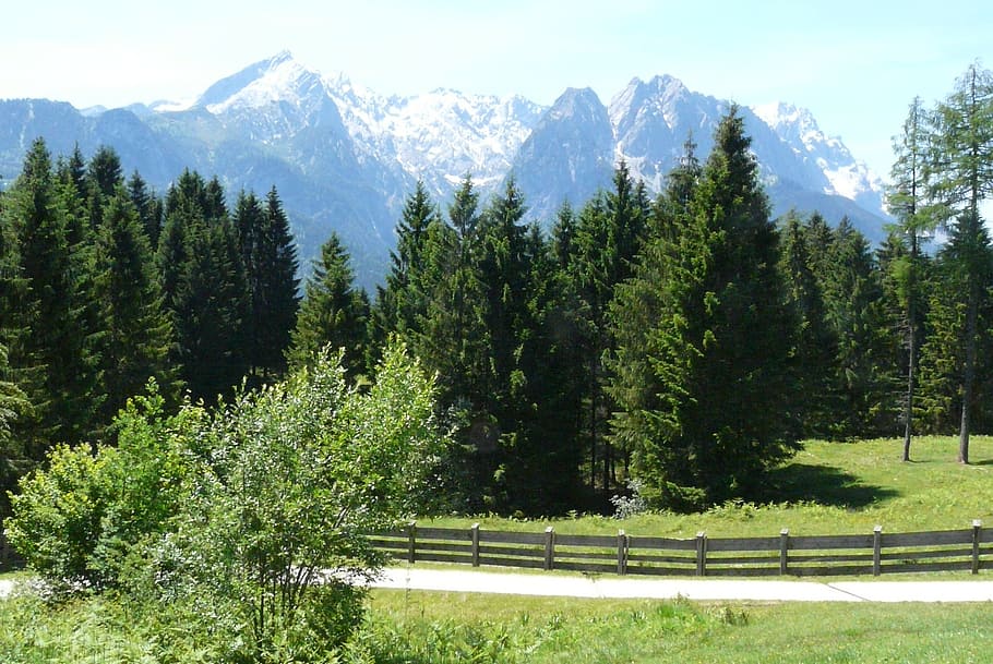 alpine, meadow, landscape, tree, mountain, plant, beauty in nature HD wallpaper