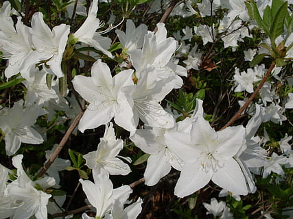 azalea, hilarity, capper, chastity, plant, flower, flowering plant HD wallpaper