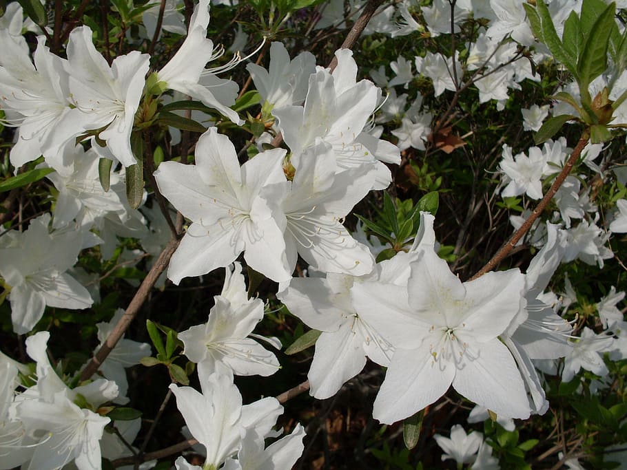 azalea, hilarity, capper, chastity, plant, flower, flowering plant HD wallpaper