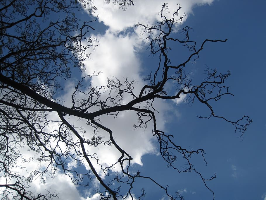 branches, twigs, bare, shapely, arching, tendrils, reaching out HD wallpaper