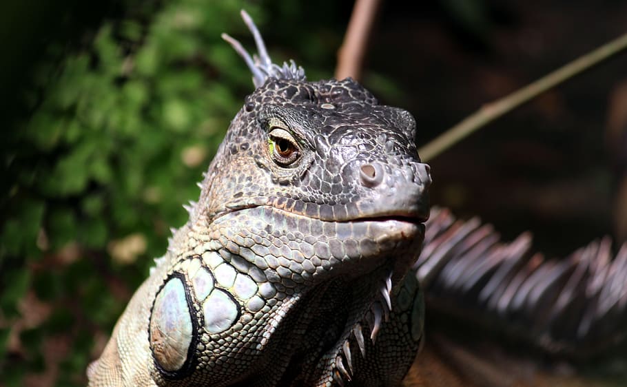 gray komodo dragon, iguana, watch, lizard, reptile, animal HD wallpaper