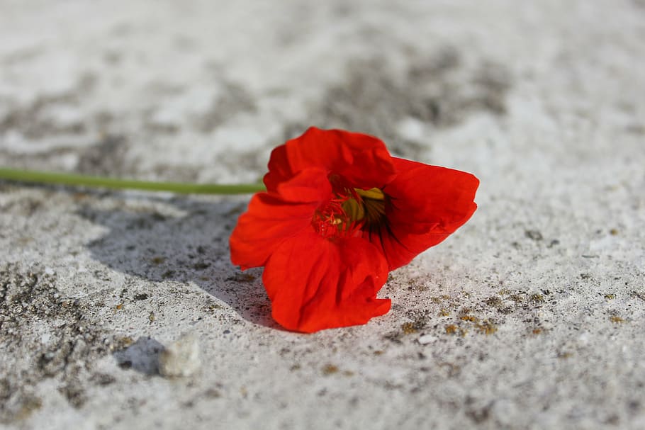 red, flower, red flower, macro, garden, flowers, summer flowers HD wallpaper