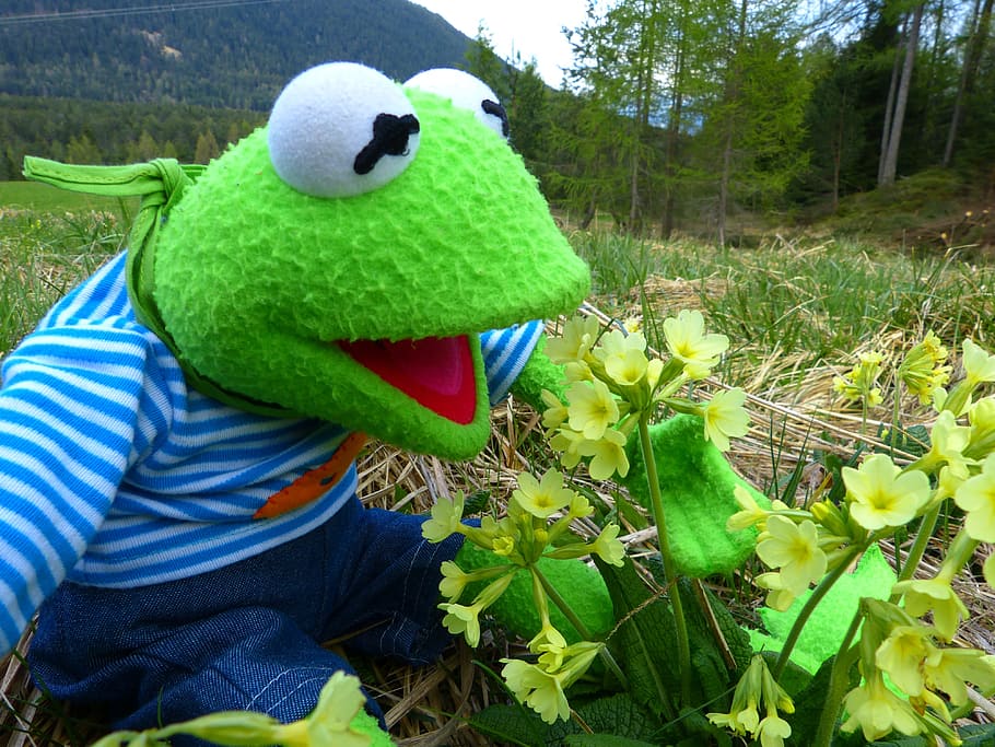Sesame Street Kermit Frog plush toy beside petaled flowers during daytime HD wallpaper