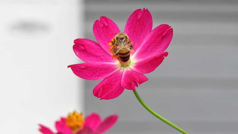 nature, flower, bee, summer, flora, petal, pink, flowering plant HD wallpaper