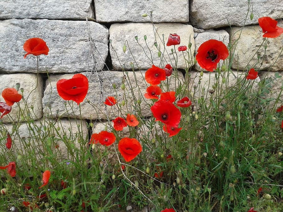 red flowers with green grass leaves macro shot, poppy, wallflower HD wallpaper
