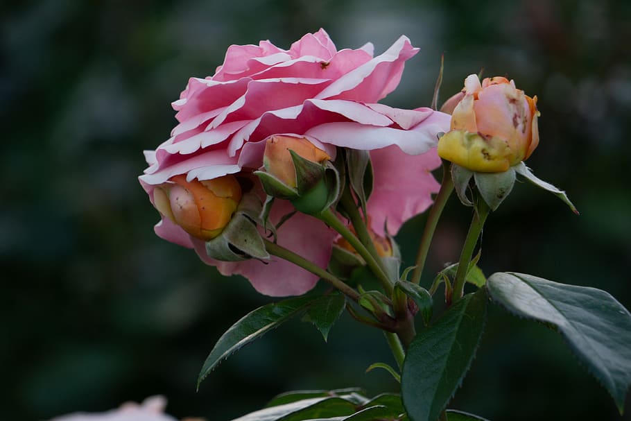 rose, rosebud, bloom, flower, garden, plant, smell, rosa, flowering plant, HD wallpaper