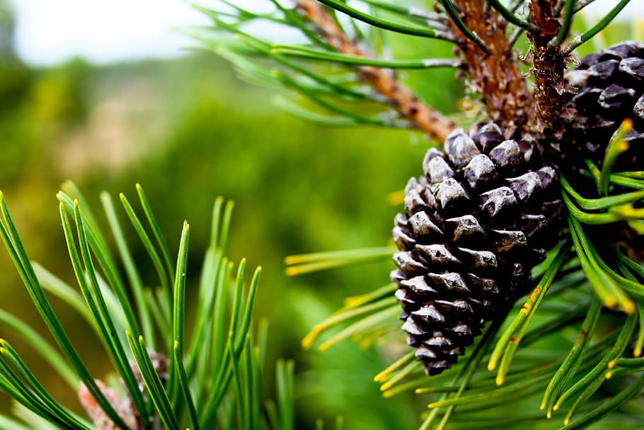pine, cone, green, tree, plant, blur, nature, close-up, pine cone HD wallpaper